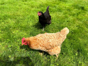 The Hen House